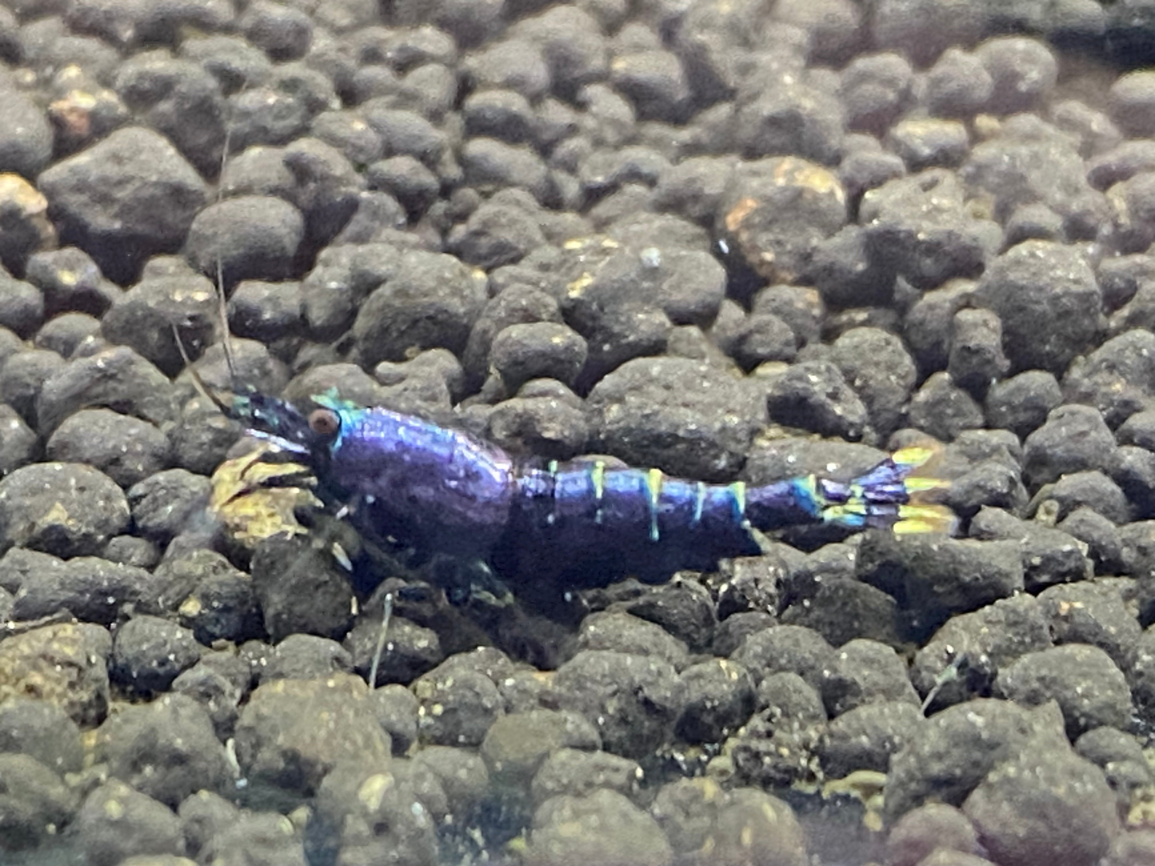 Purple Metallic Nanashi Pinto (PACK OF 5) PREORDER ONLY – Blue