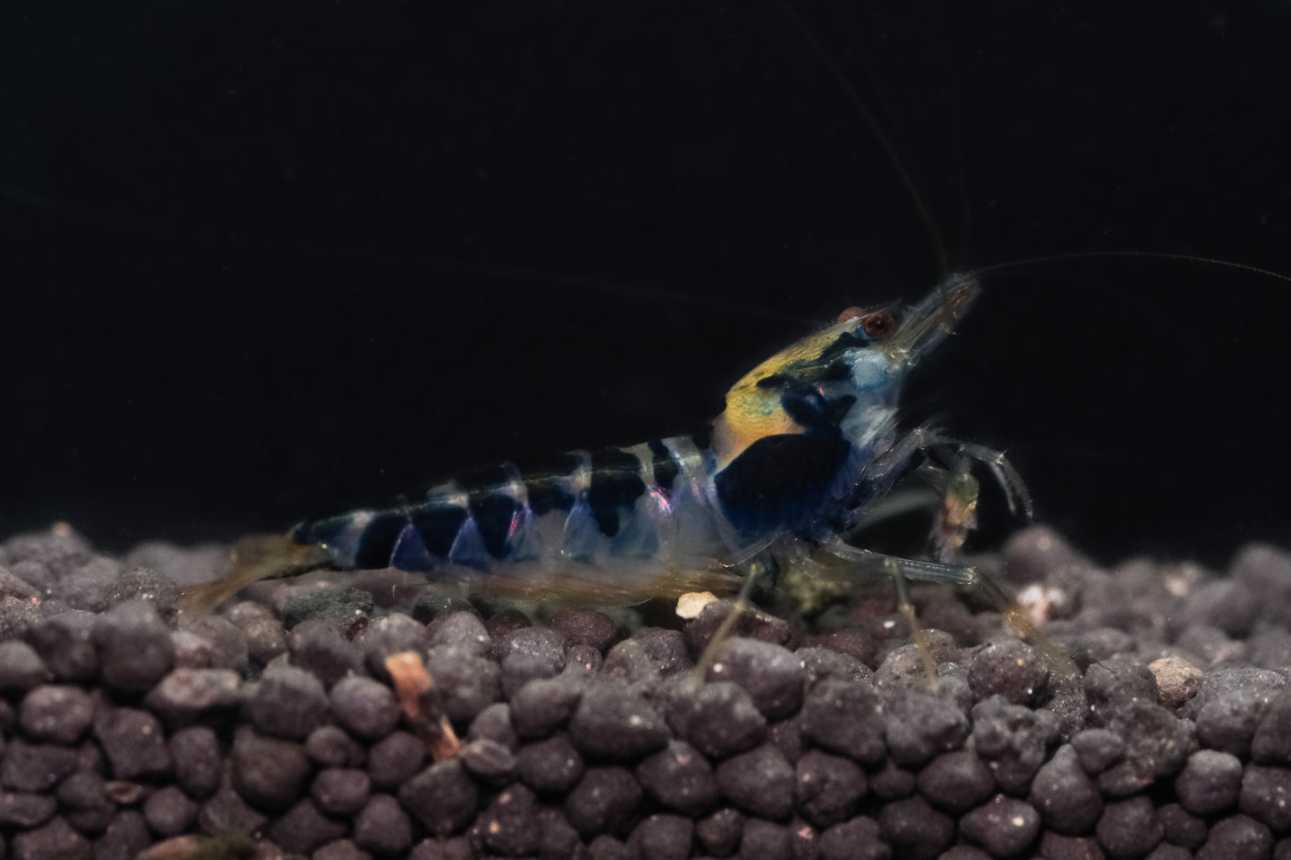 Blue Dragon Calceo