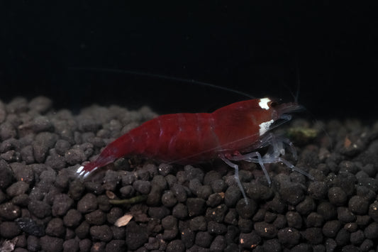 Extreme Red King Kong plus for DOA