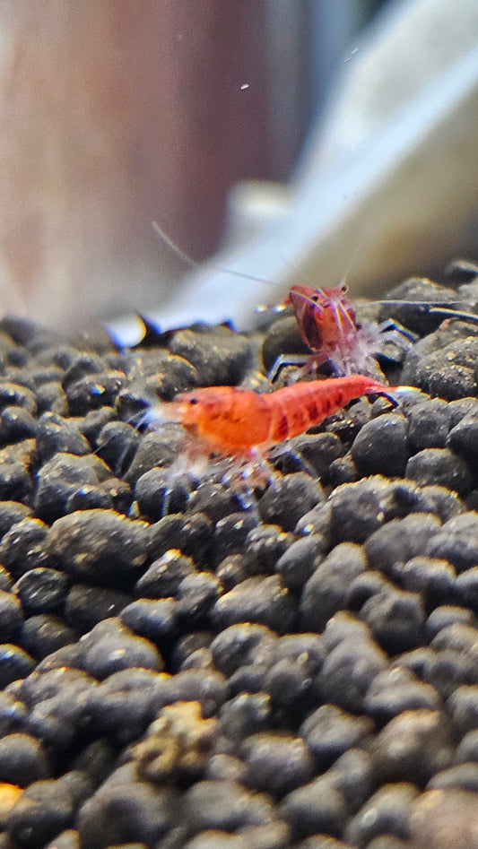 Super Red - Full (Pack of 5)