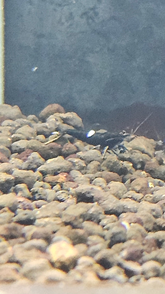 Black King Kong - Extreme plus for DOA