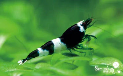 Black King Kong plus for DOA