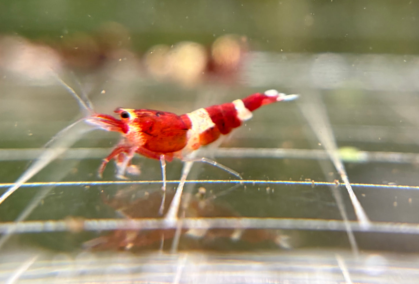 Red King Kong Breeder Ji Hong