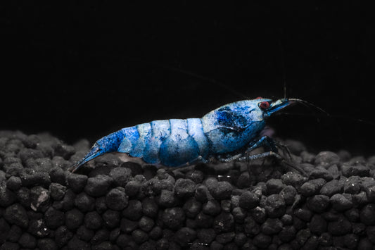 Blue Bolt A/S plus for DOA