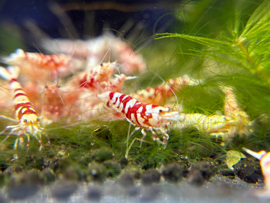Red fancy tiger Breeder Ji Hong