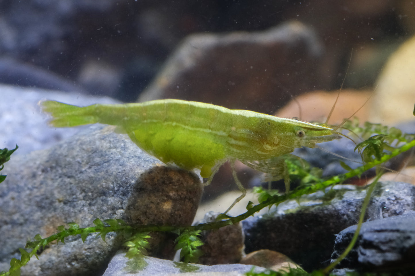 GREEN BABAULTI