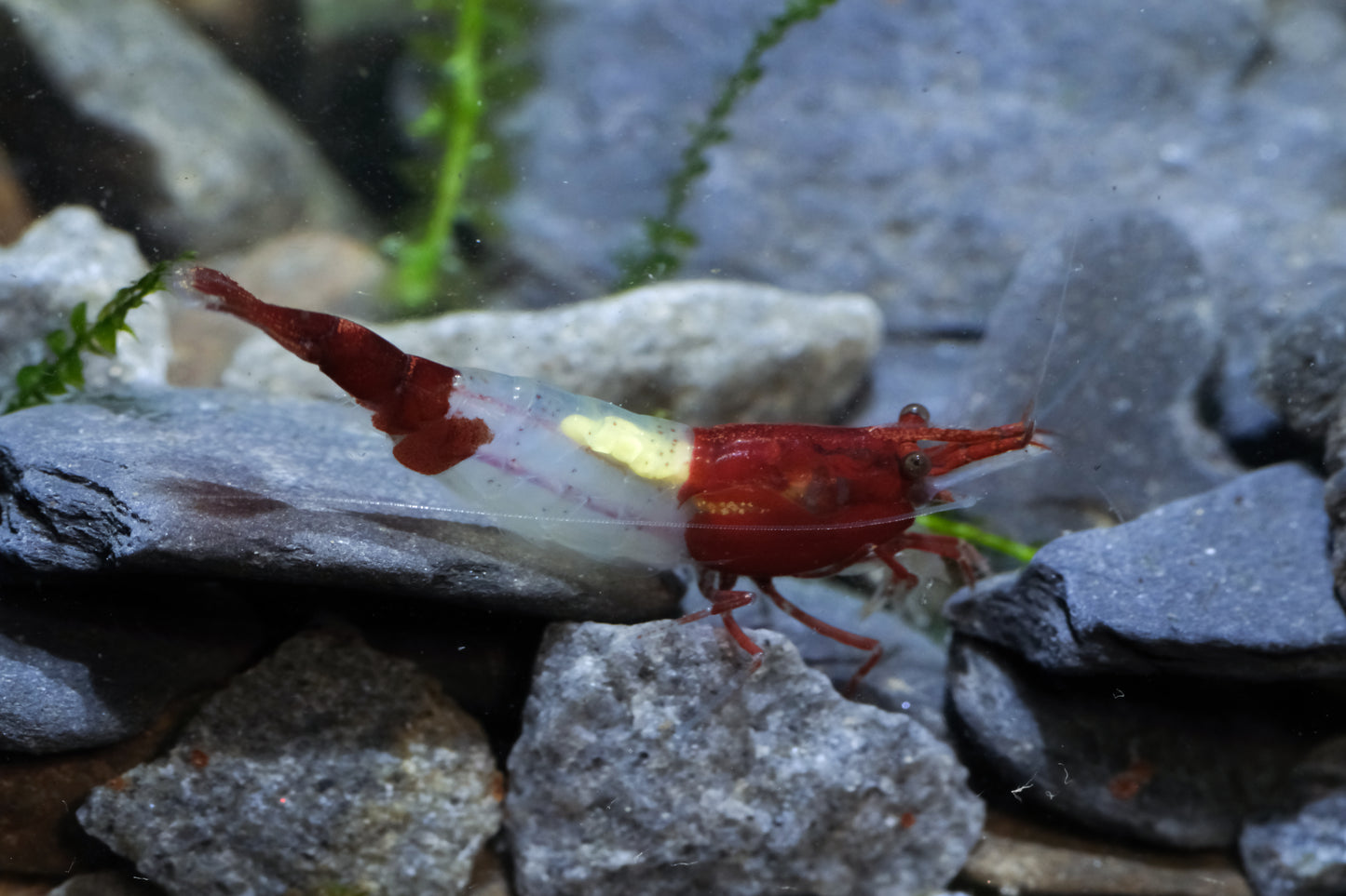 Red Rili plus for DOA