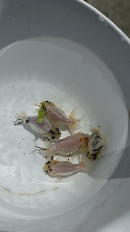 White Tiger Ranchu 2.5 inch