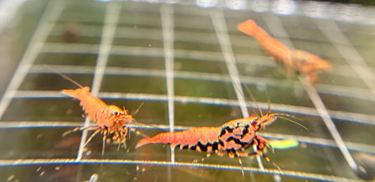 Orange Boa Caridina Mix