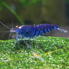 ORANGE EYE - BLUE TIGER Ornamental