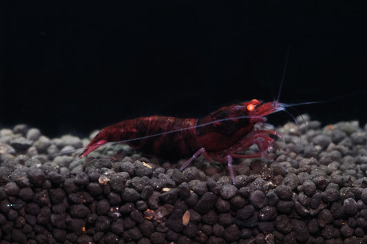 Orange Eye - Red Devil