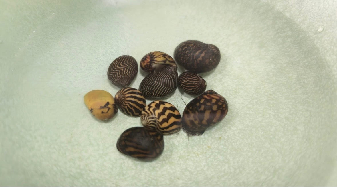 Nerite snails mixed X5
