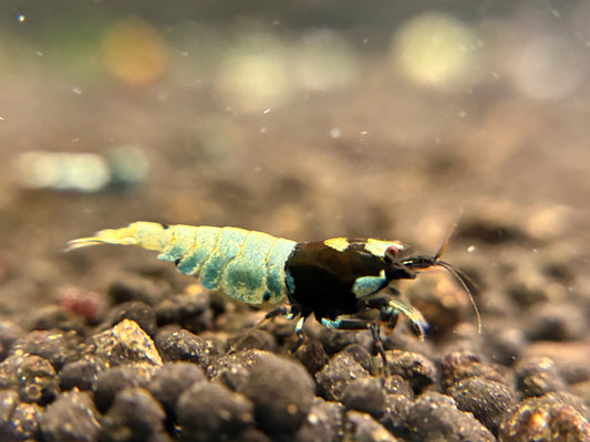 Black Pinto plus for DOA