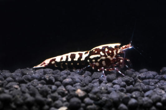 Red Galaxy Snowflake Caridina