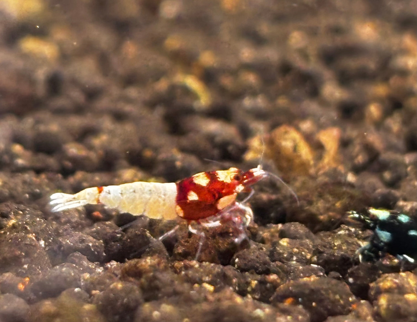 Red Pinto Breeder X2