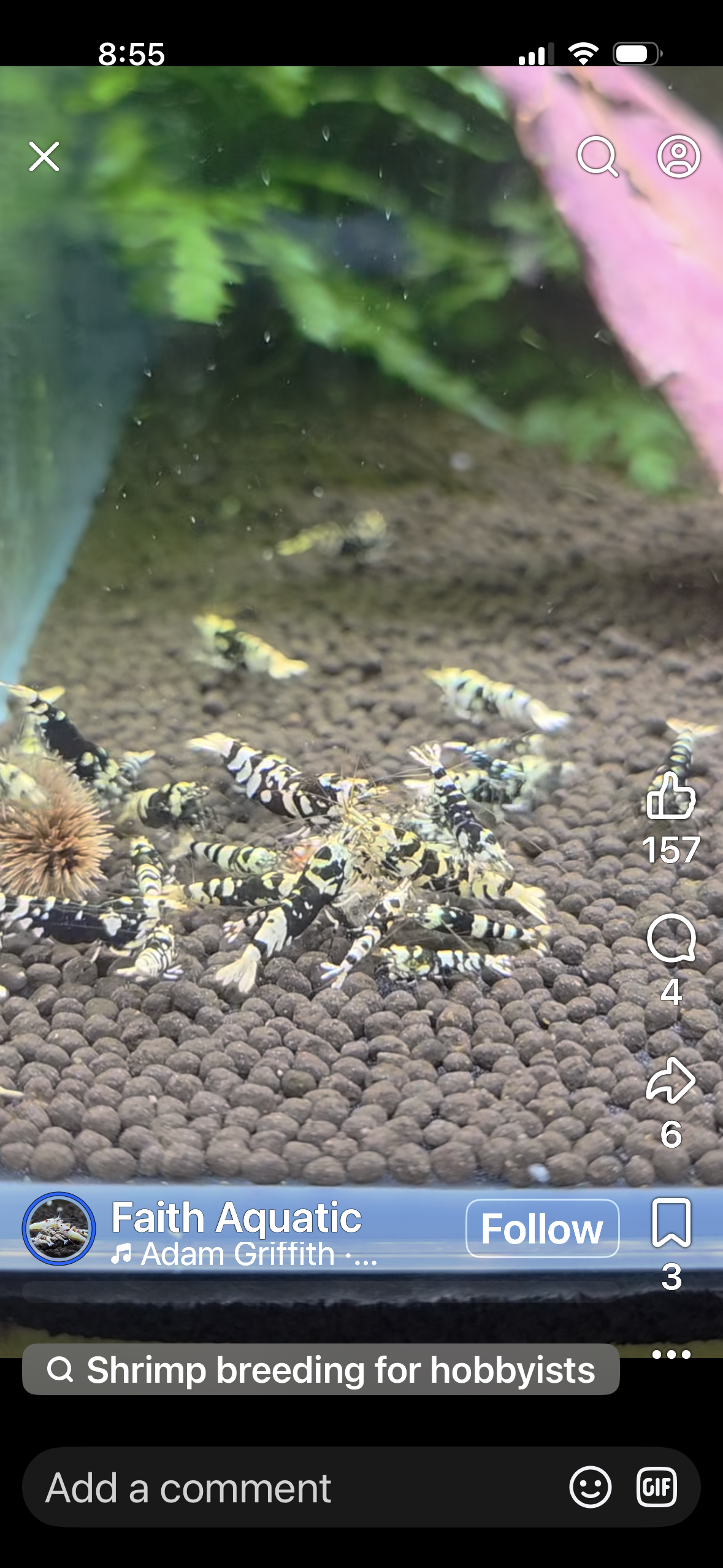 Black fancy tiger Breeder Ji Hong