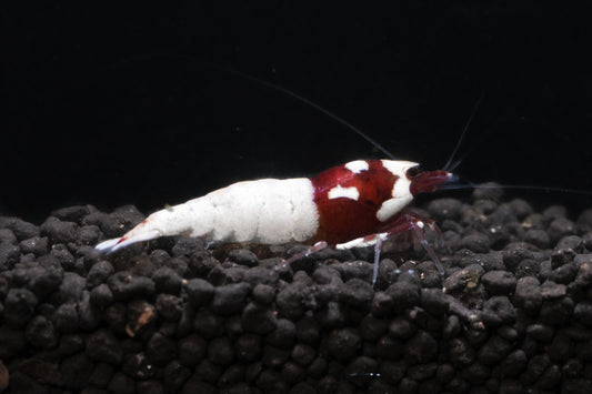 German Red Pinto plus for DOA