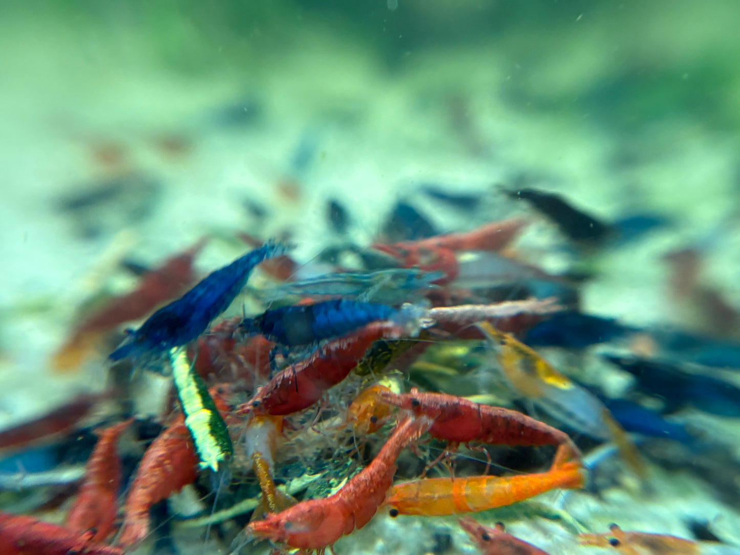 NEO-Caridina Skittles (assorted colors) plus for DOA