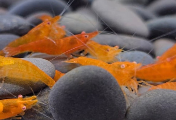 Orange eye Sunkist Neocaridina