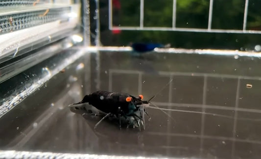Orange Eye Black Devil Caridina