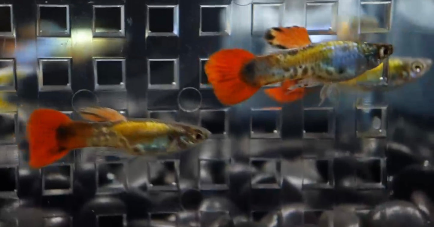 Red tail metal endler. Males only