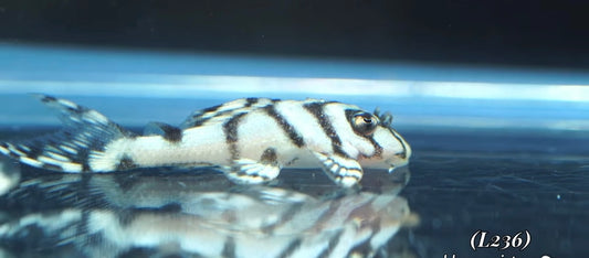 Plecostomos L236