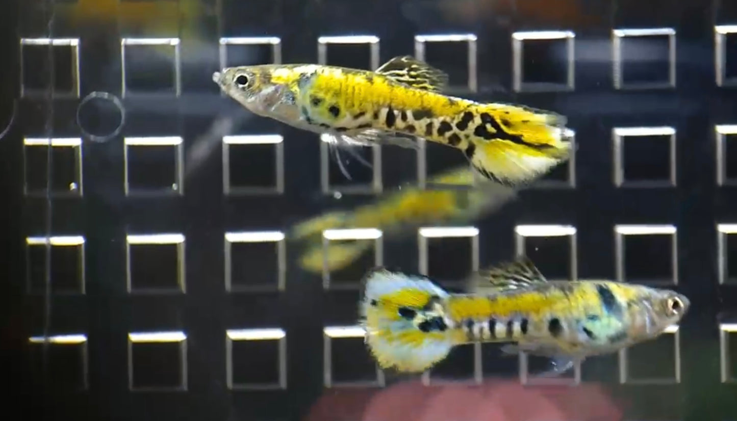 Yellow metal endler. Males only