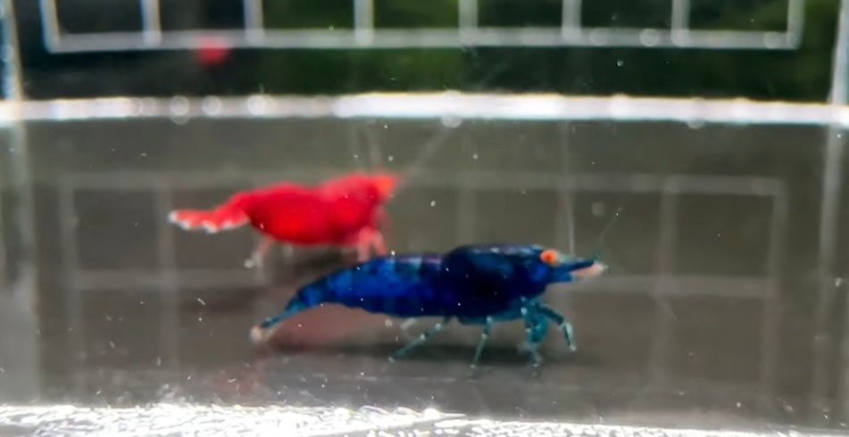 Orange Eye - Blue Tiger plus for DOA