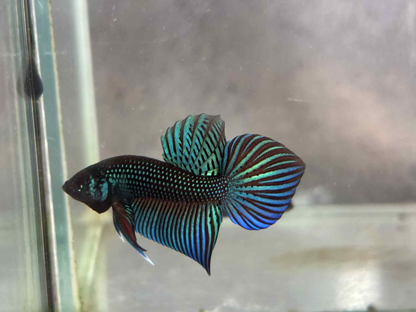 Green Mahachai wild betta male