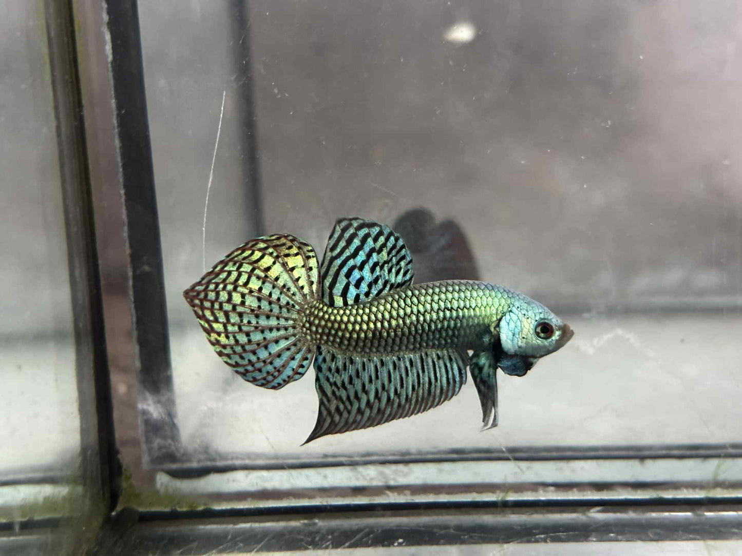 Alien Green, Blue wild betta male (Copy)