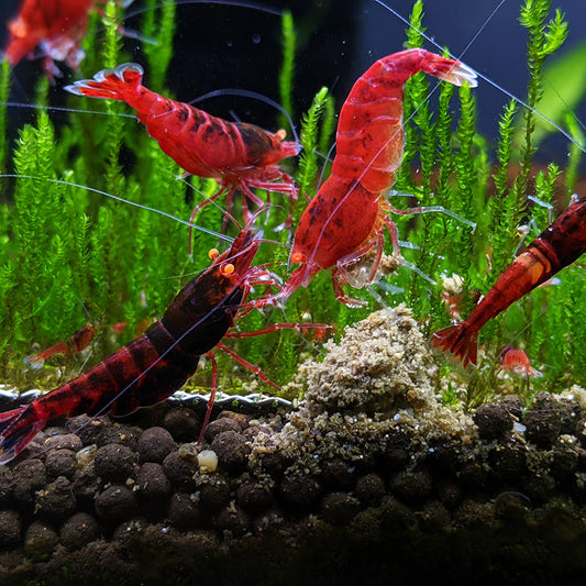 Orange Eye - Red Devil