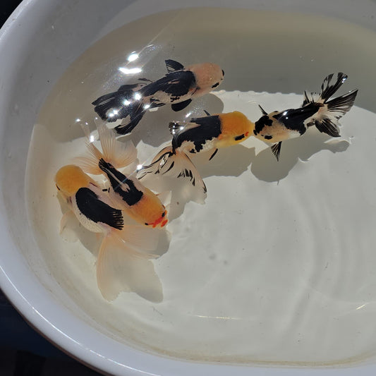 Lemon Head Oranda Goldfish Juvenile