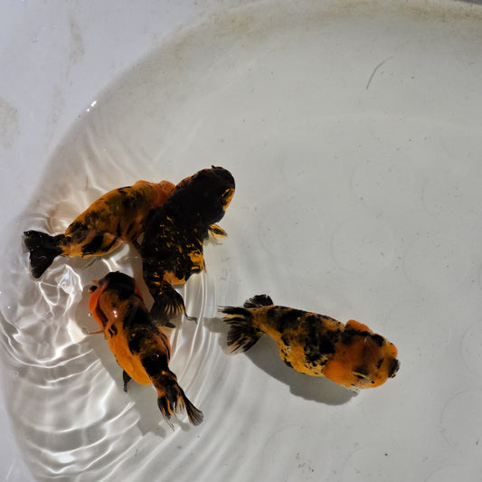 Tiger Ranchu Juvenile
