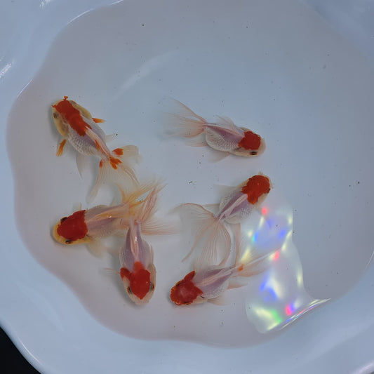 Goldfish swimming in a white bowl with colorful reflections on the water surface.