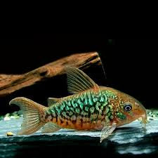 Corydora Pantanalensis