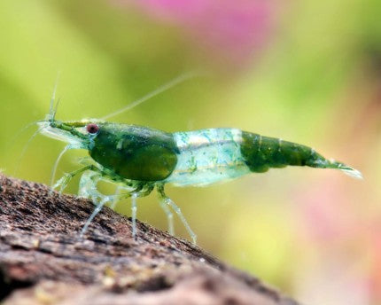 Green Rili Neocaridna – Blue Crown Aqua