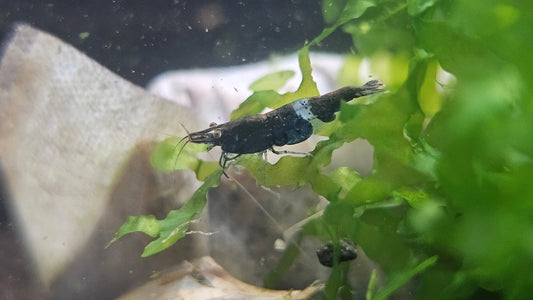 Golden Eye Black Rili Neocaridina
