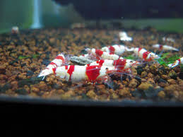Red Pure line PRL Caridina S grade