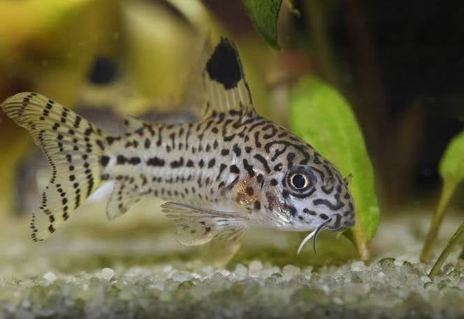 Julii Corydora