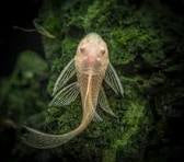 Albino Plecostomus L144 longfin