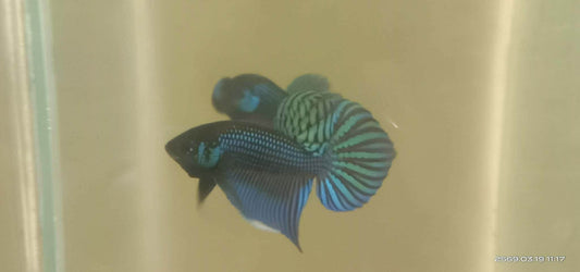Green Mahachai wild betta male