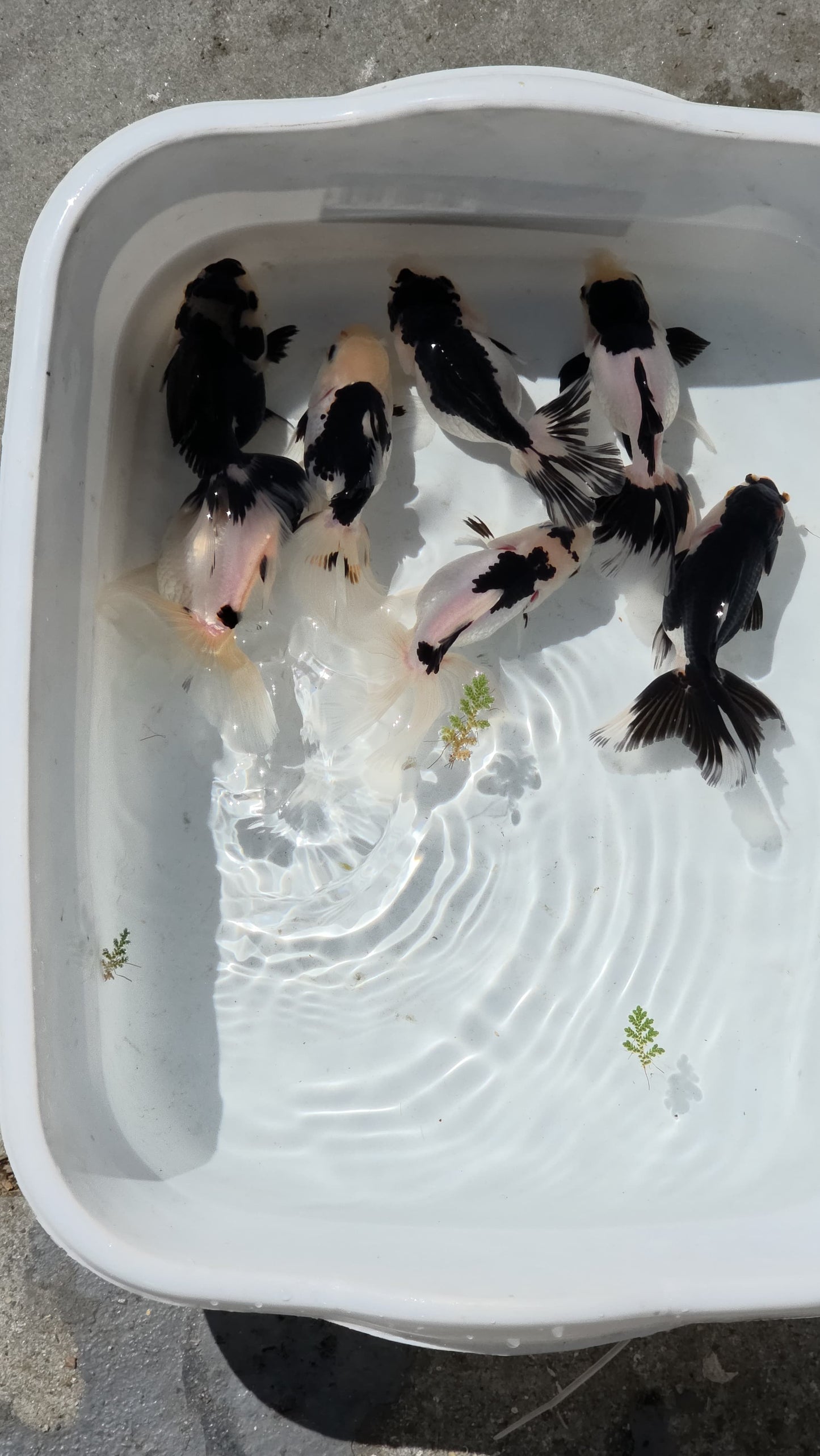 Panda Oranda Goldfish Juvenile 2.5 to 3 inch