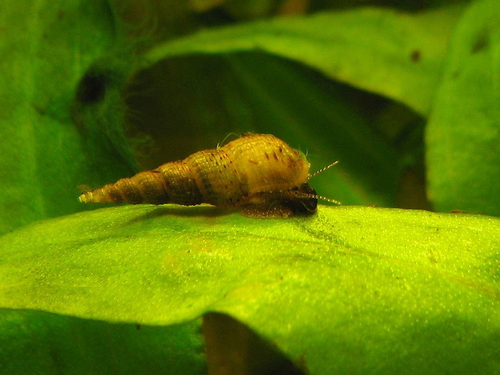Melanoides Trumpet Snail