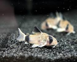 Panda Sailfin