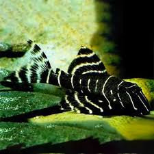 L204 Flash. Plecostomus