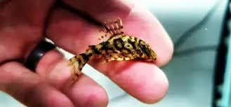 L237 Plecostomus