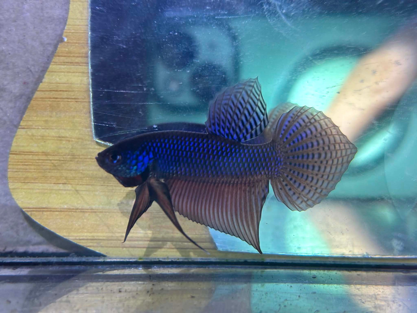 Blue Smaragdina Guitar wild betta male