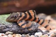 L306 Blood Red Tiger. Plecostomus. W