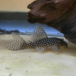 L136 Deminus Angelicus Plecostomus