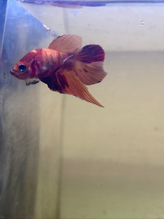 Splendens Nemo Wild Betta Males